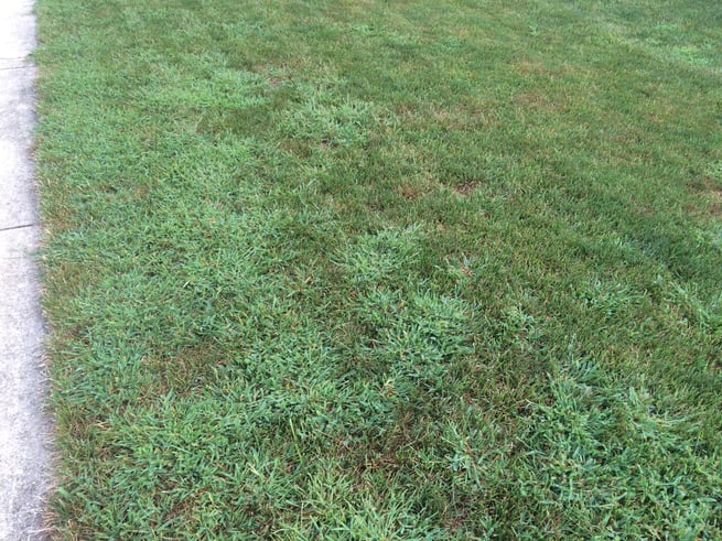 Grass filled with crabgrass