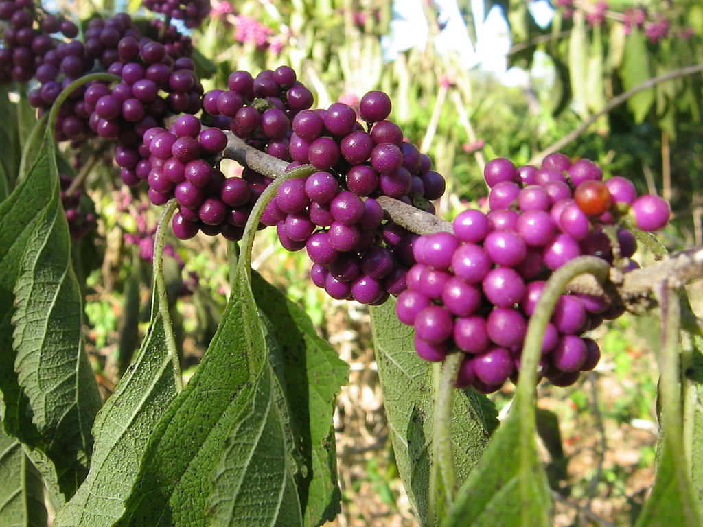 Americana Beautyberry