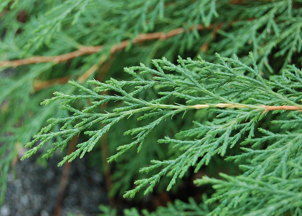 Arborvitae leaves