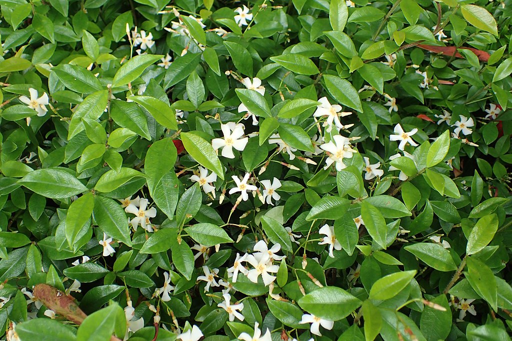 Asiatic Jasmine - Trachelospermum asiaticum