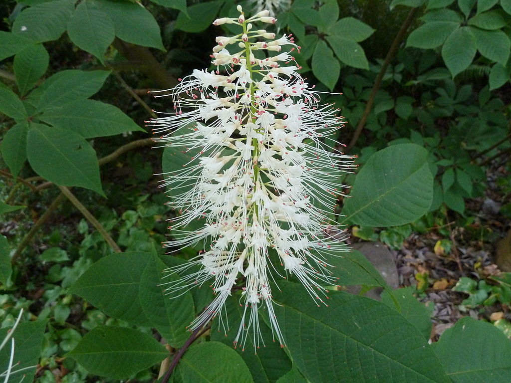 Bottlebrush Buckeye tree