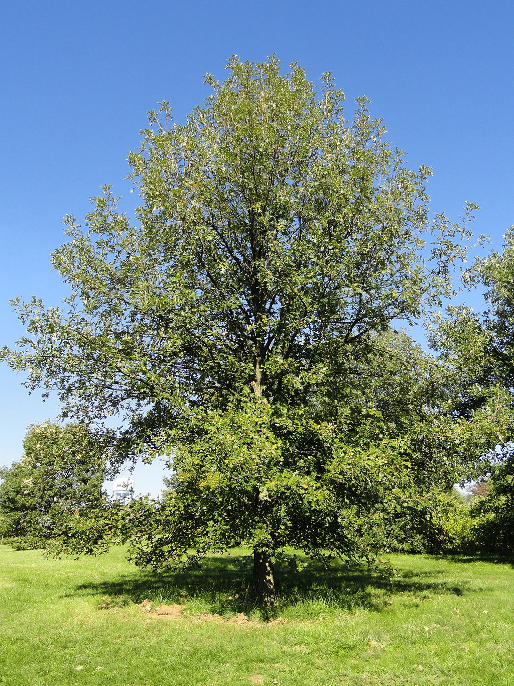 Bur Oak tree