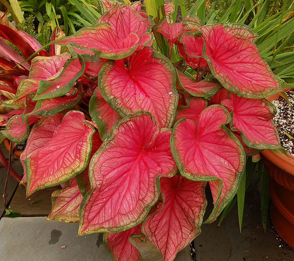 Caladium - Elephant Ear