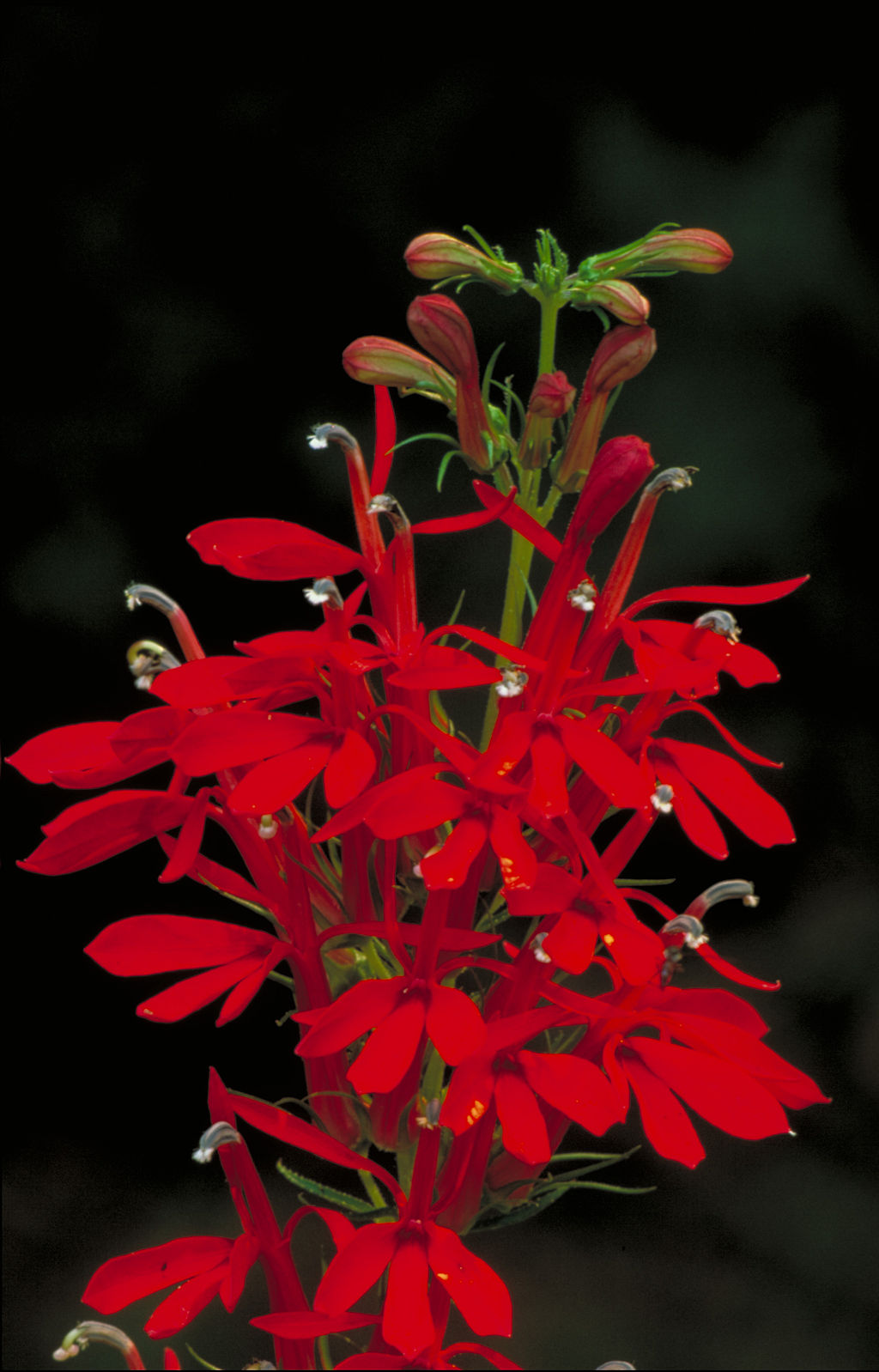 Cardinal Flower