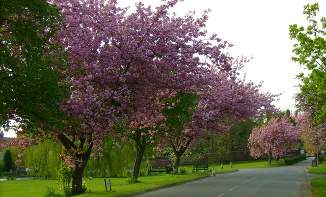 Cherry trees near pavement