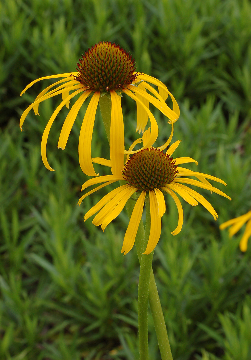 Coneflower