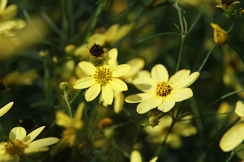 Coreopsis Moonbeam