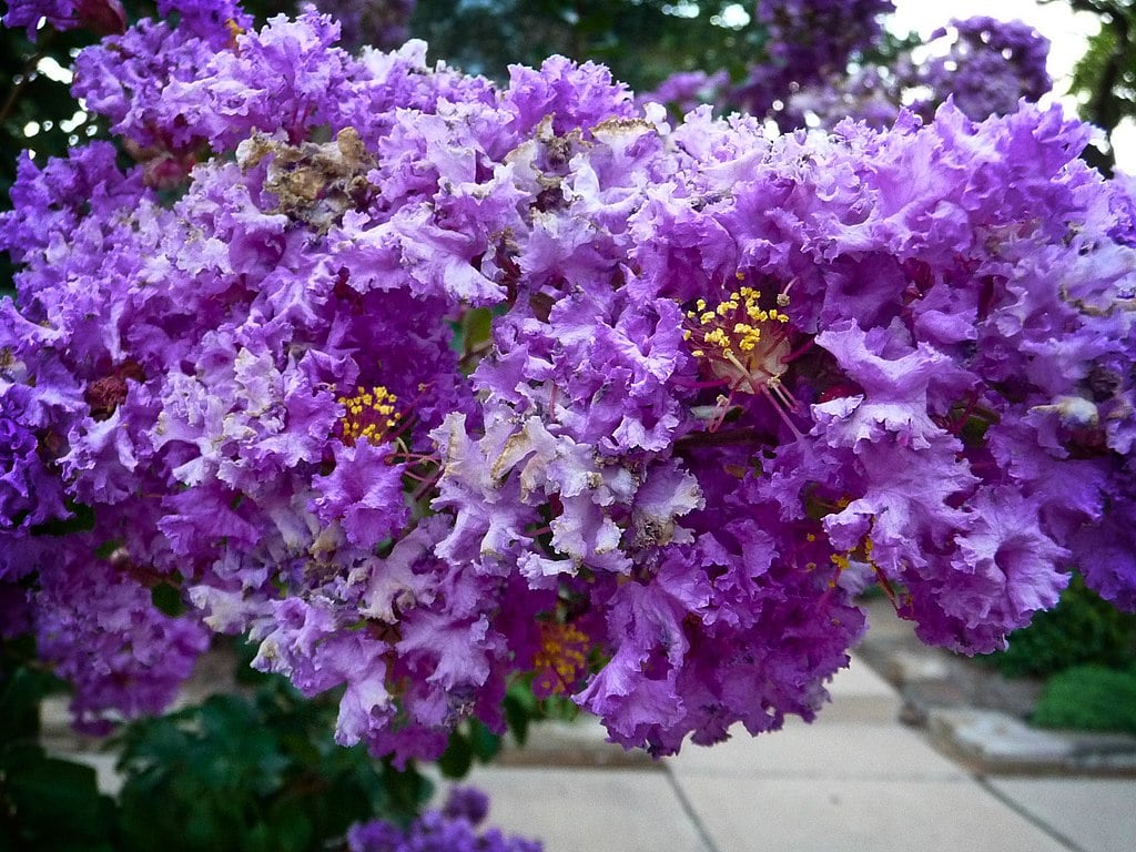 Crape Myrtle near pavement