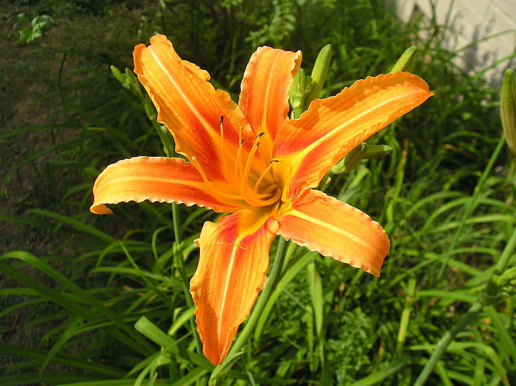 Orange daylily flower