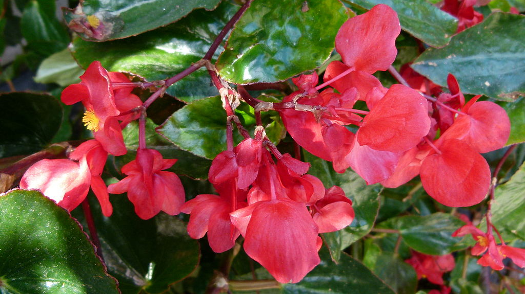 Dragon Wing Begonia plantings at medical facility