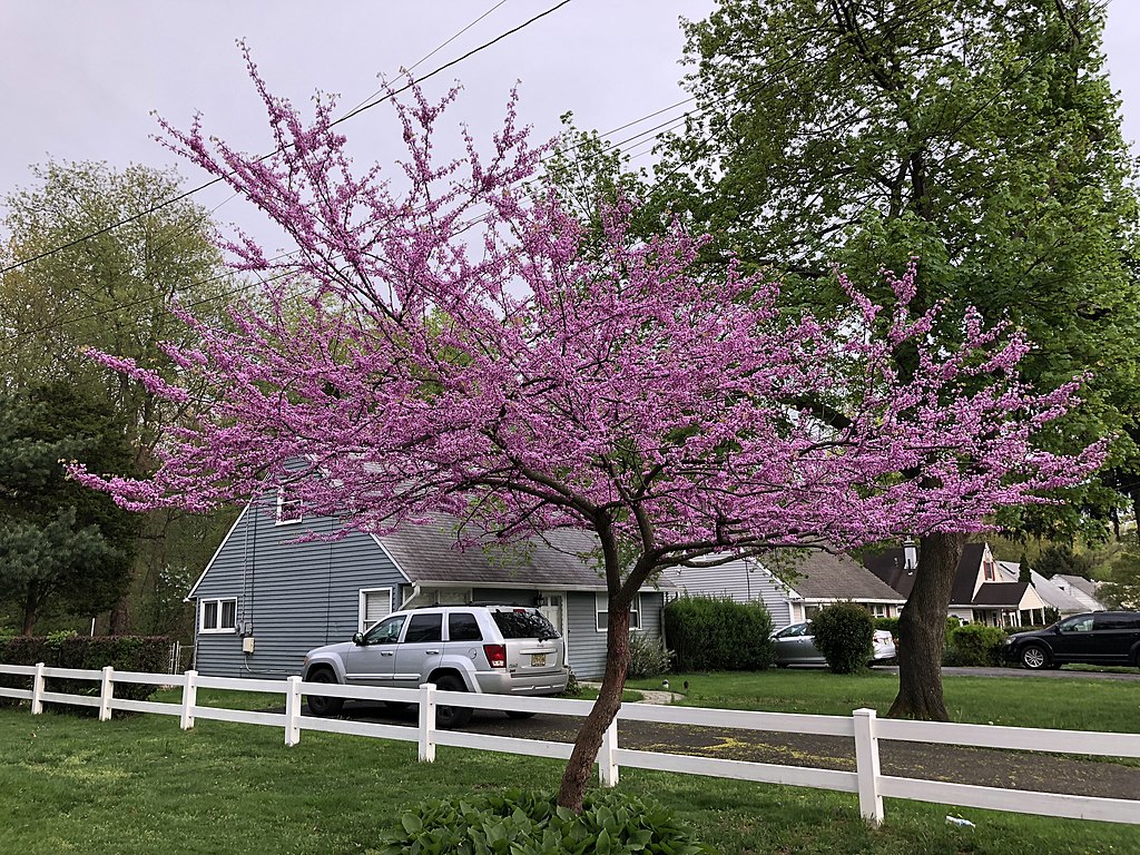 Eastern Redbud