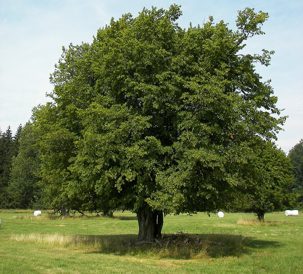 European Hornbeam tree