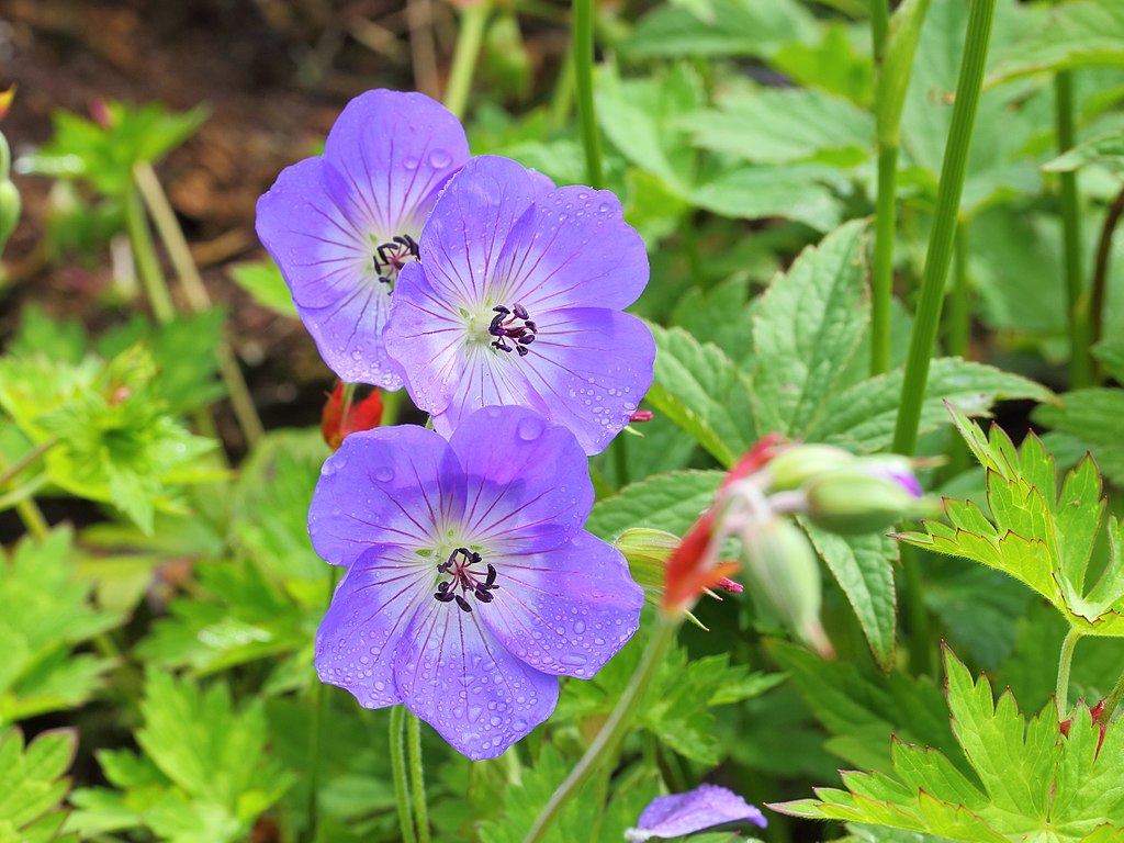 Geranium Rozanne