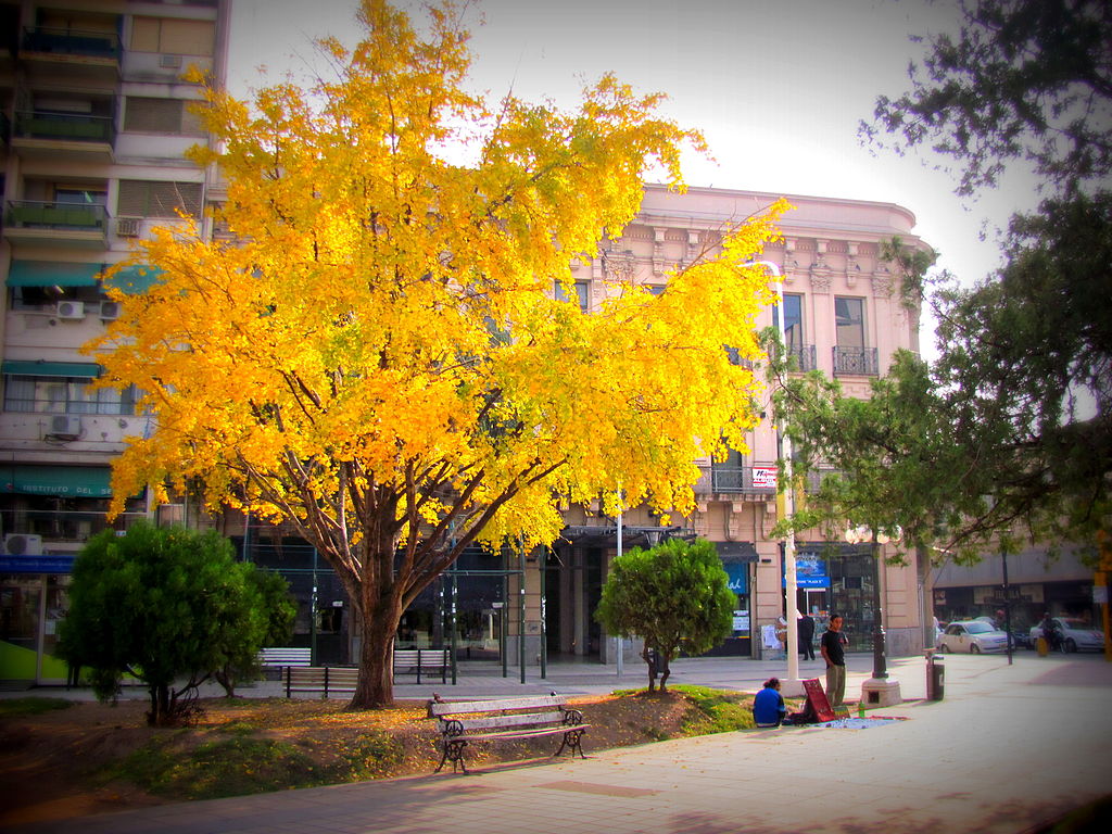 Ginkgo tree