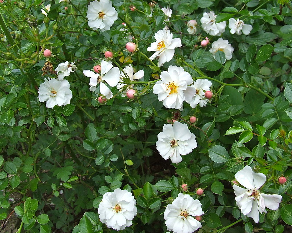 Ground Cover Rose