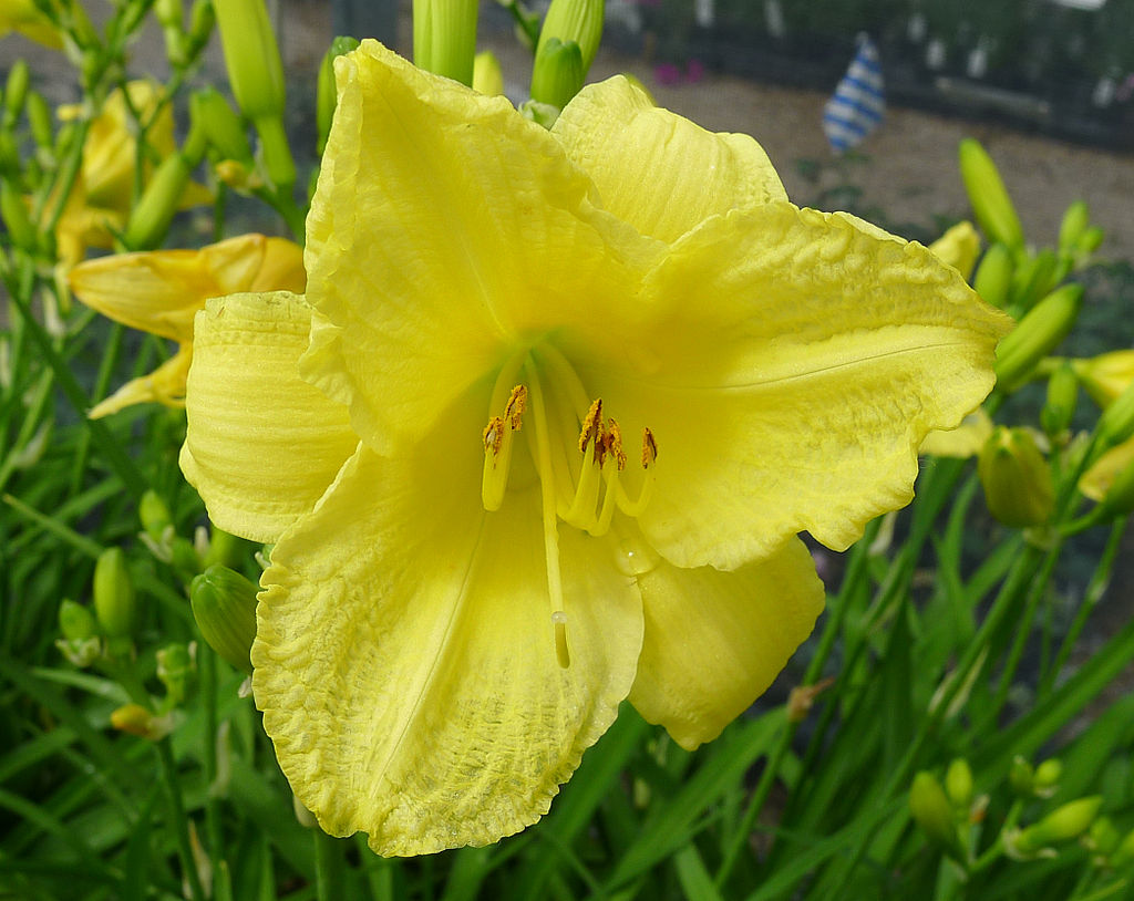 Hemerocallis Happy_Returns