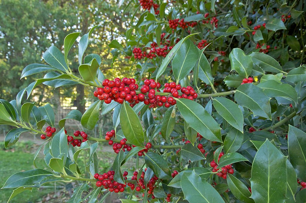 Holly evergreen plant