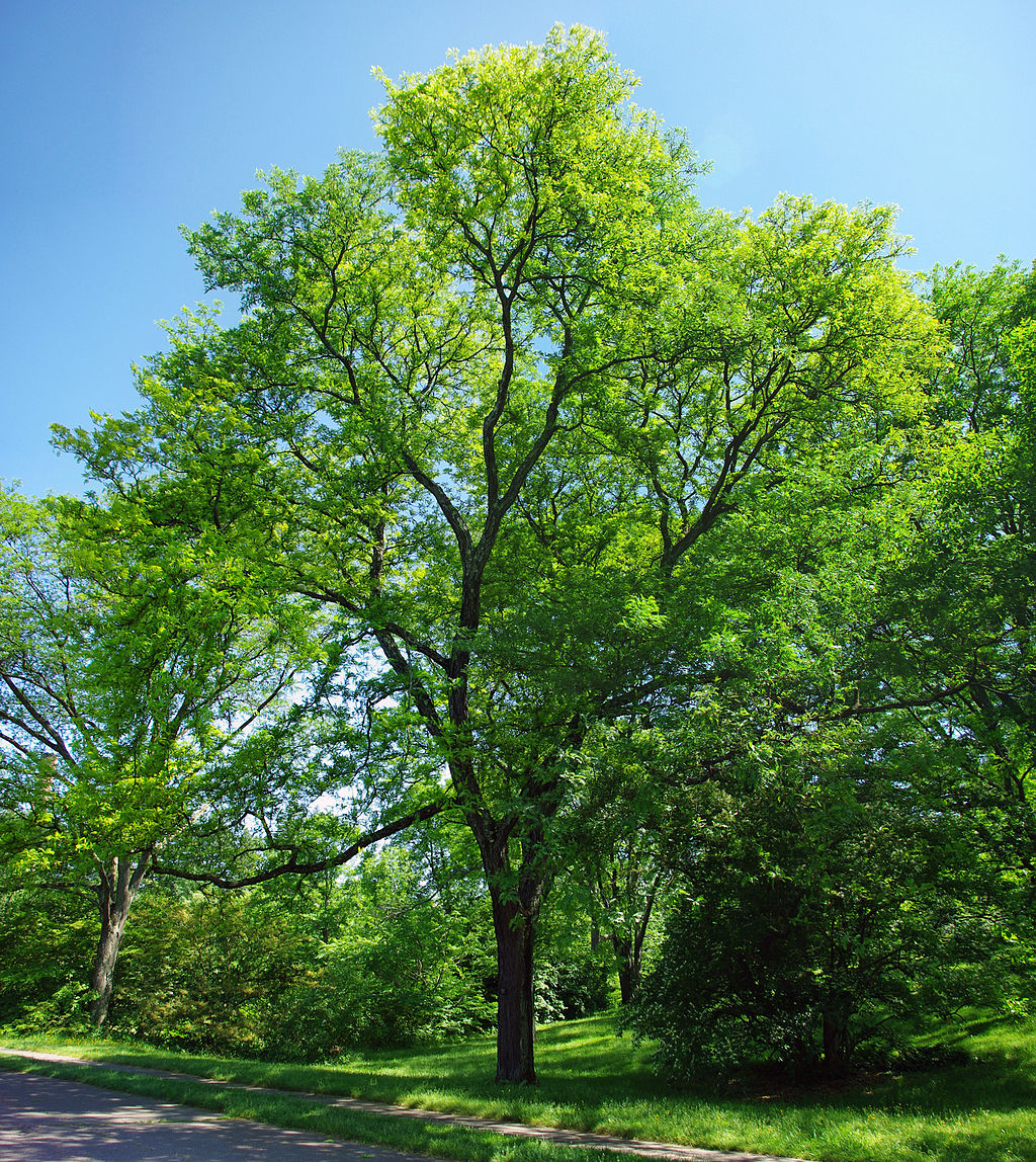 Honeylocust tree