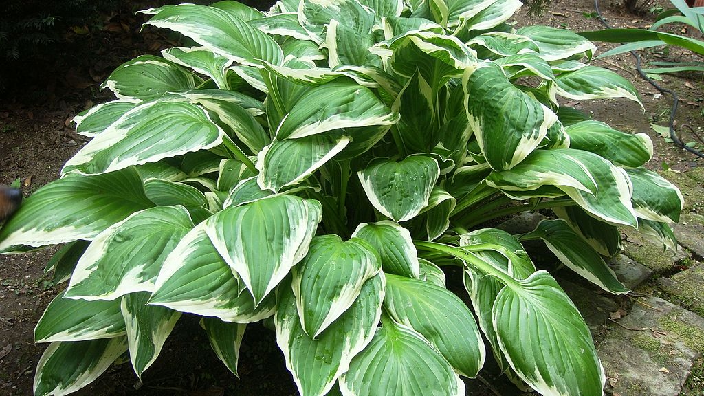 Hosta