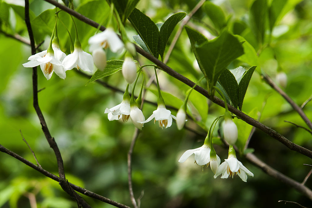 Japanese Snowbell