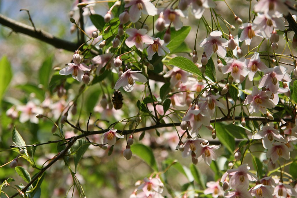 Japanese Snowbell tree