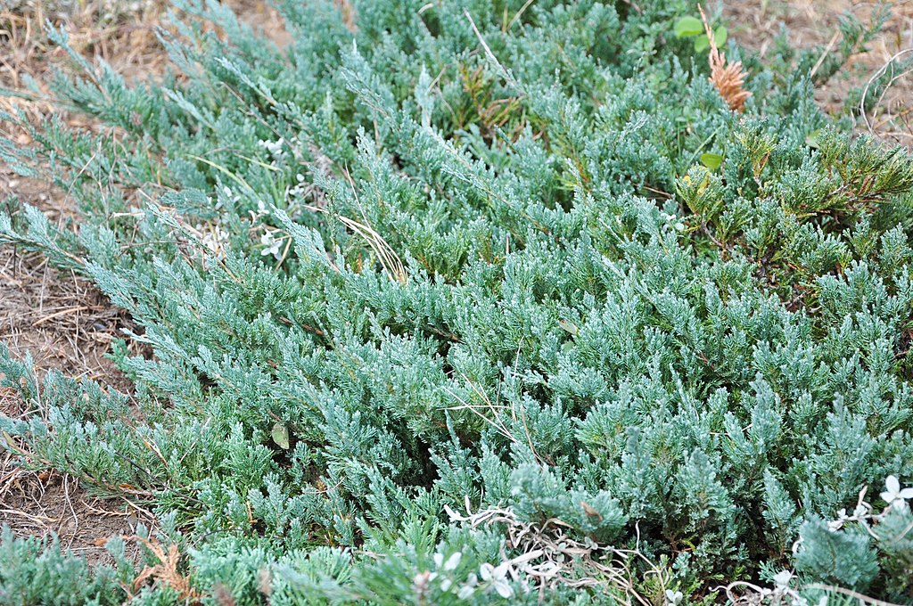 Juniperus horizontalis - Creeping Juniper