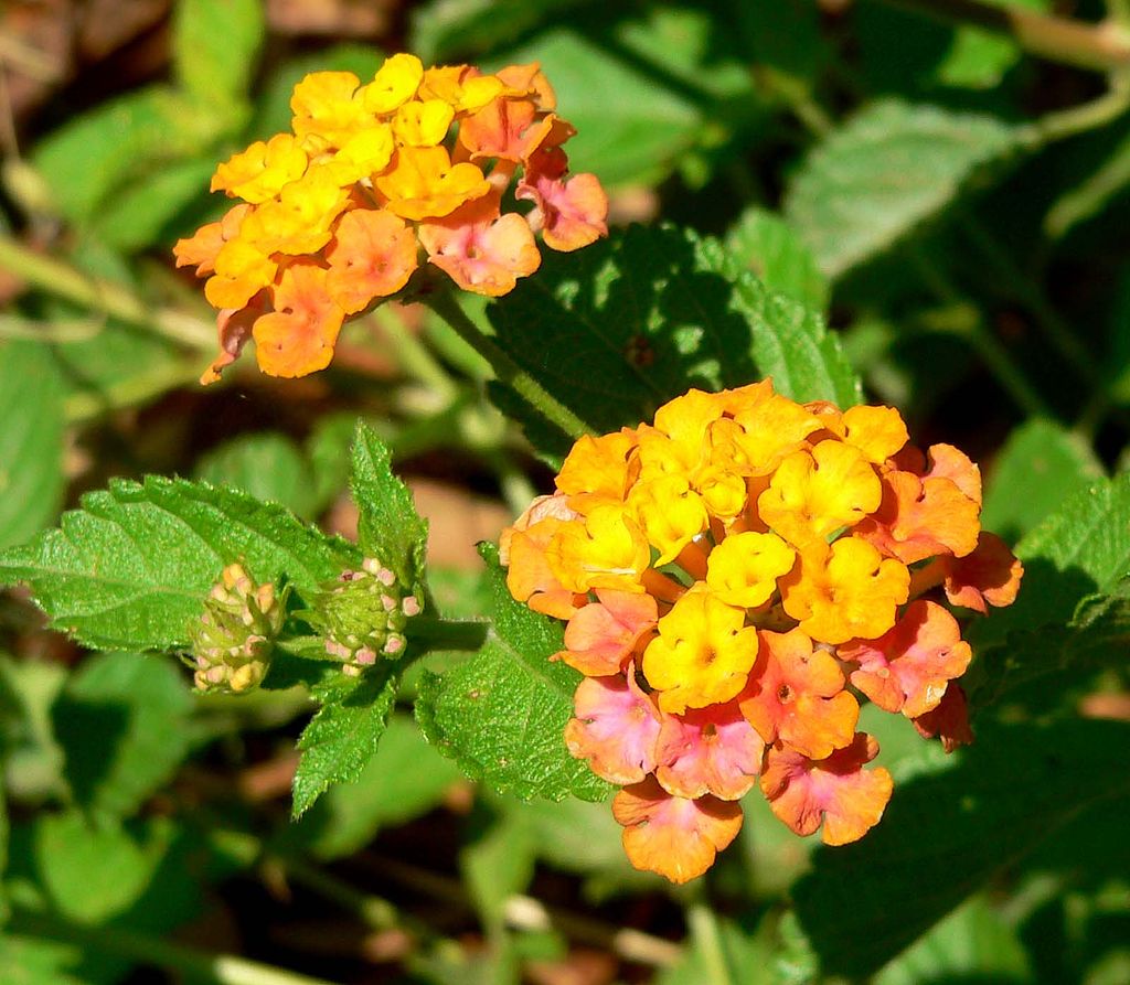 Lantana flowers for color at hospital entrance