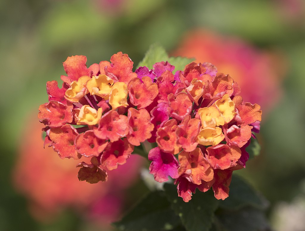 Lantana