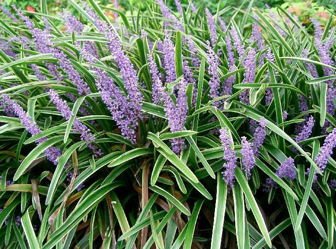 Liriope muscari