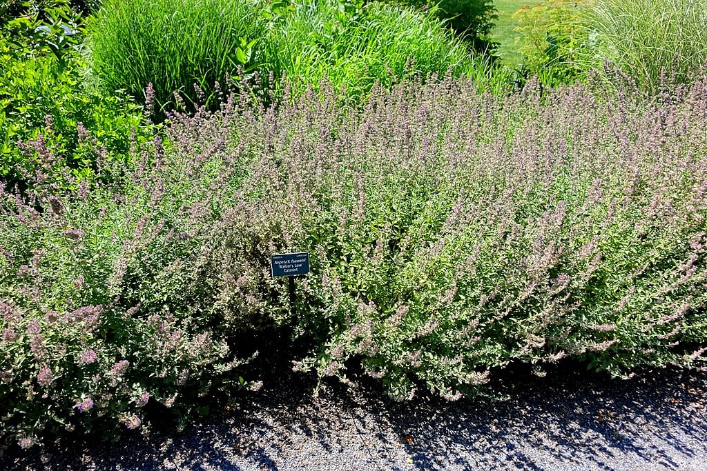 Nepeta Walkers Low