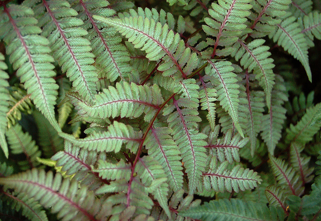 Painted Ferns