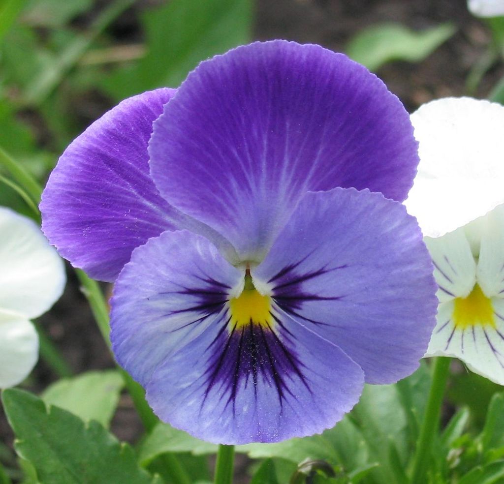 Pansy Flower for color at hospital entrance