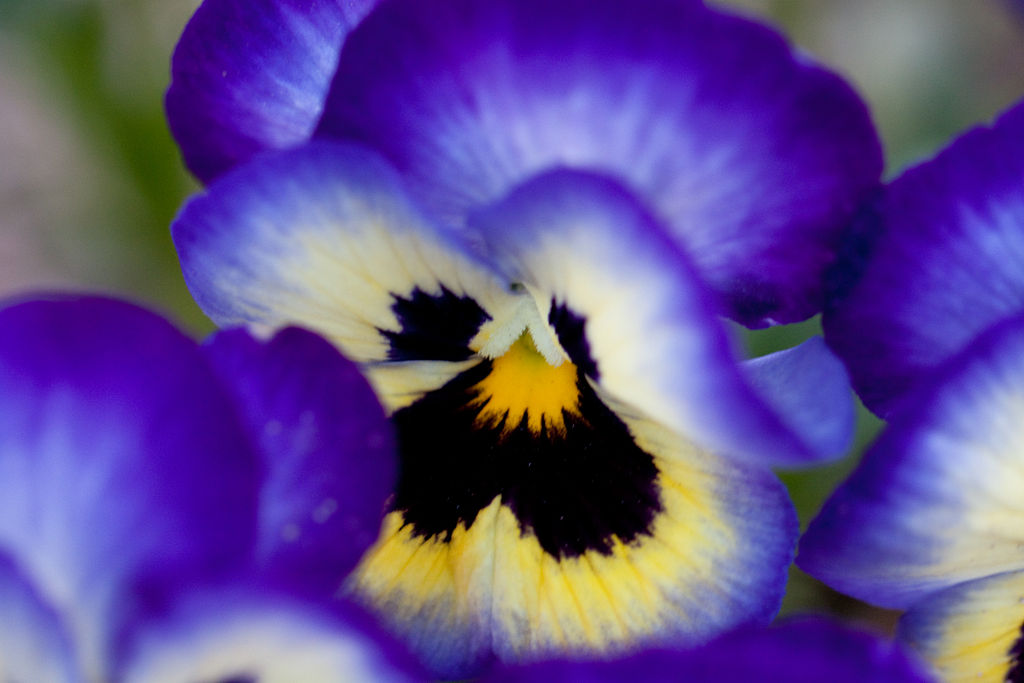 Pansy