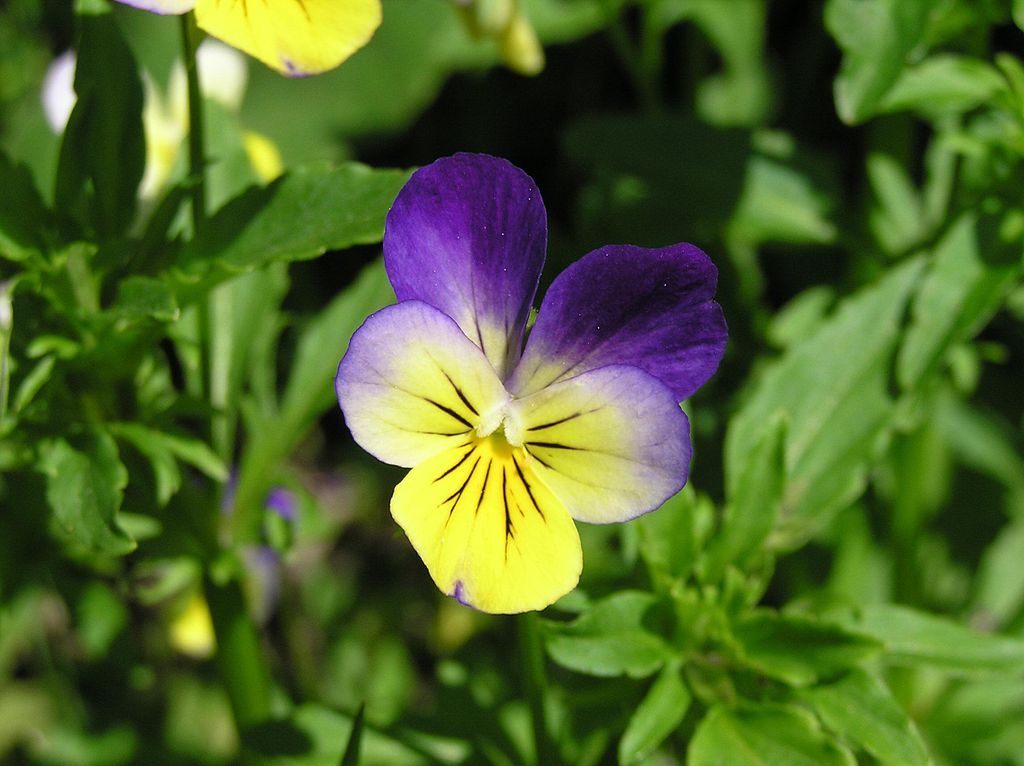 Pansy flower