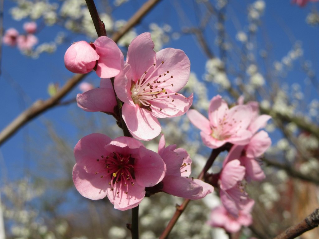 Pink Cherry Blossom