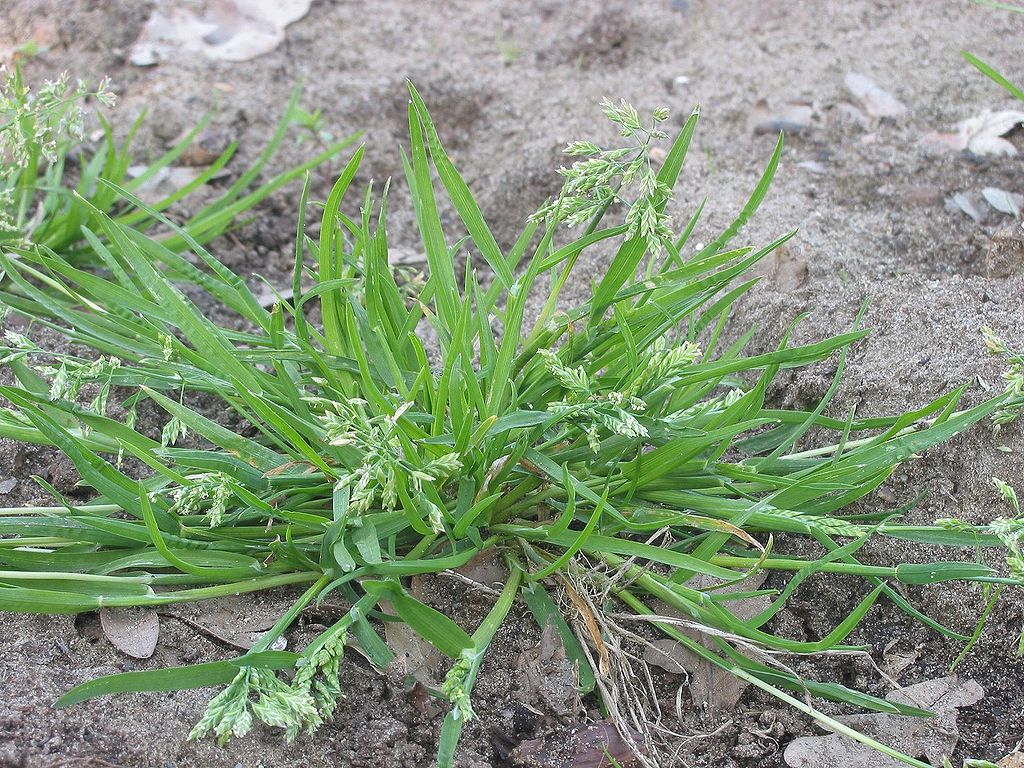 Poa annua - Annual Bluegrass