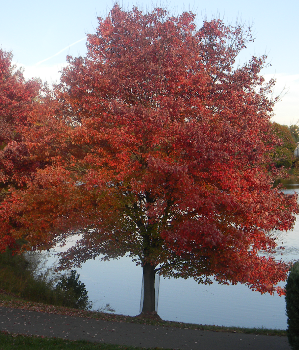 Red maple