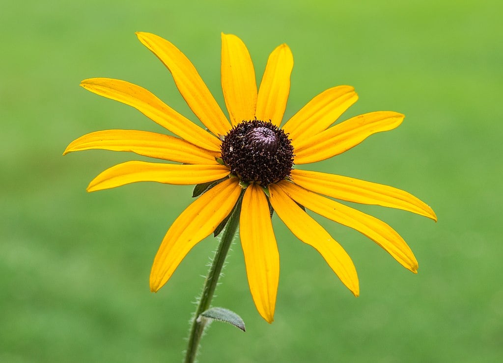 Rudbeckia Goldstrum