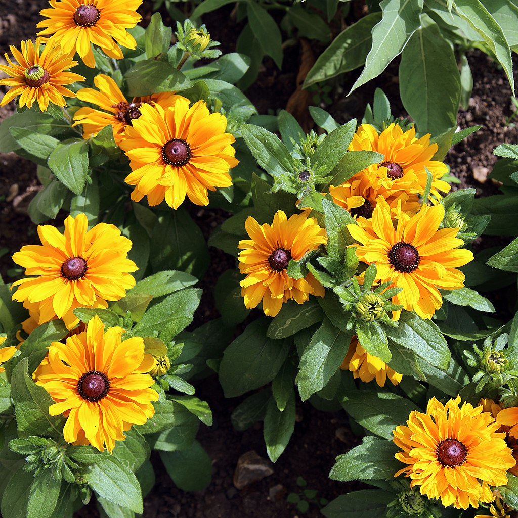 Rudbeckia plant