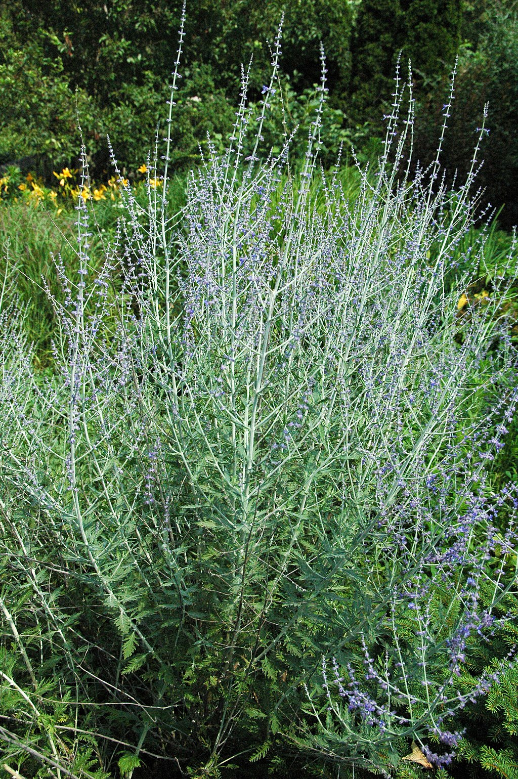 Russian Sage