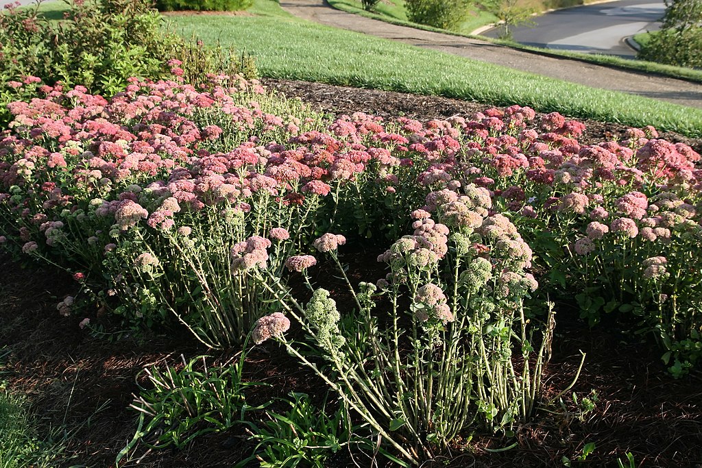 Sedum Autumn Joy