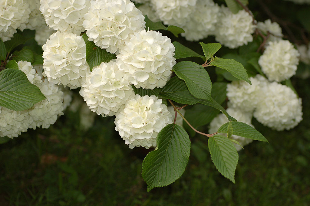 Snowball Viburnum