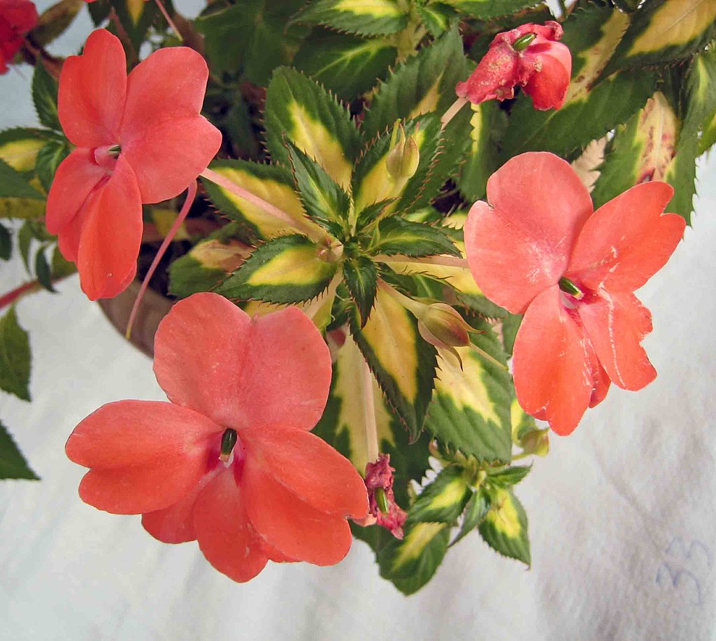 SunPatiens