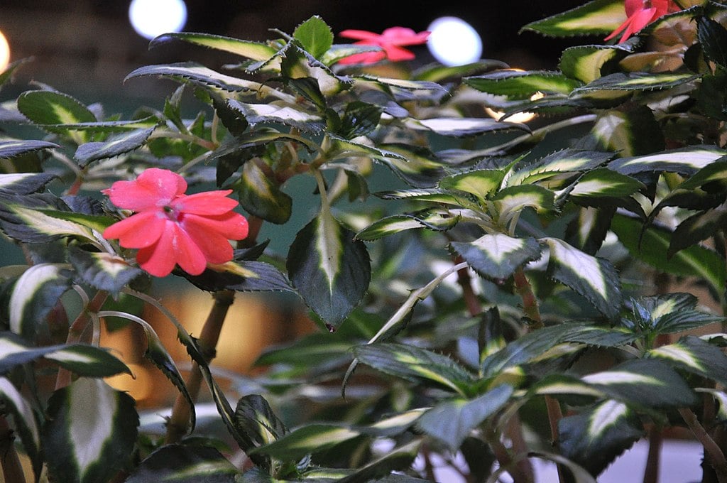 Sunpatiens flowers