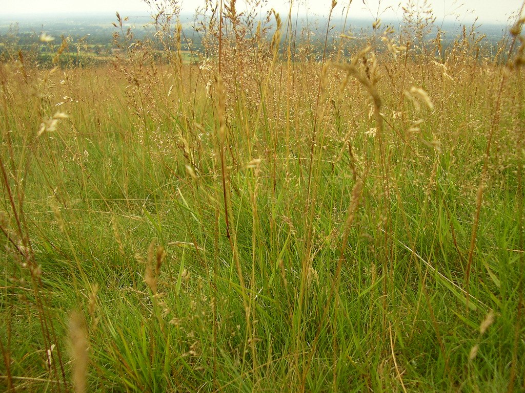 Tall Brush that needs clearing