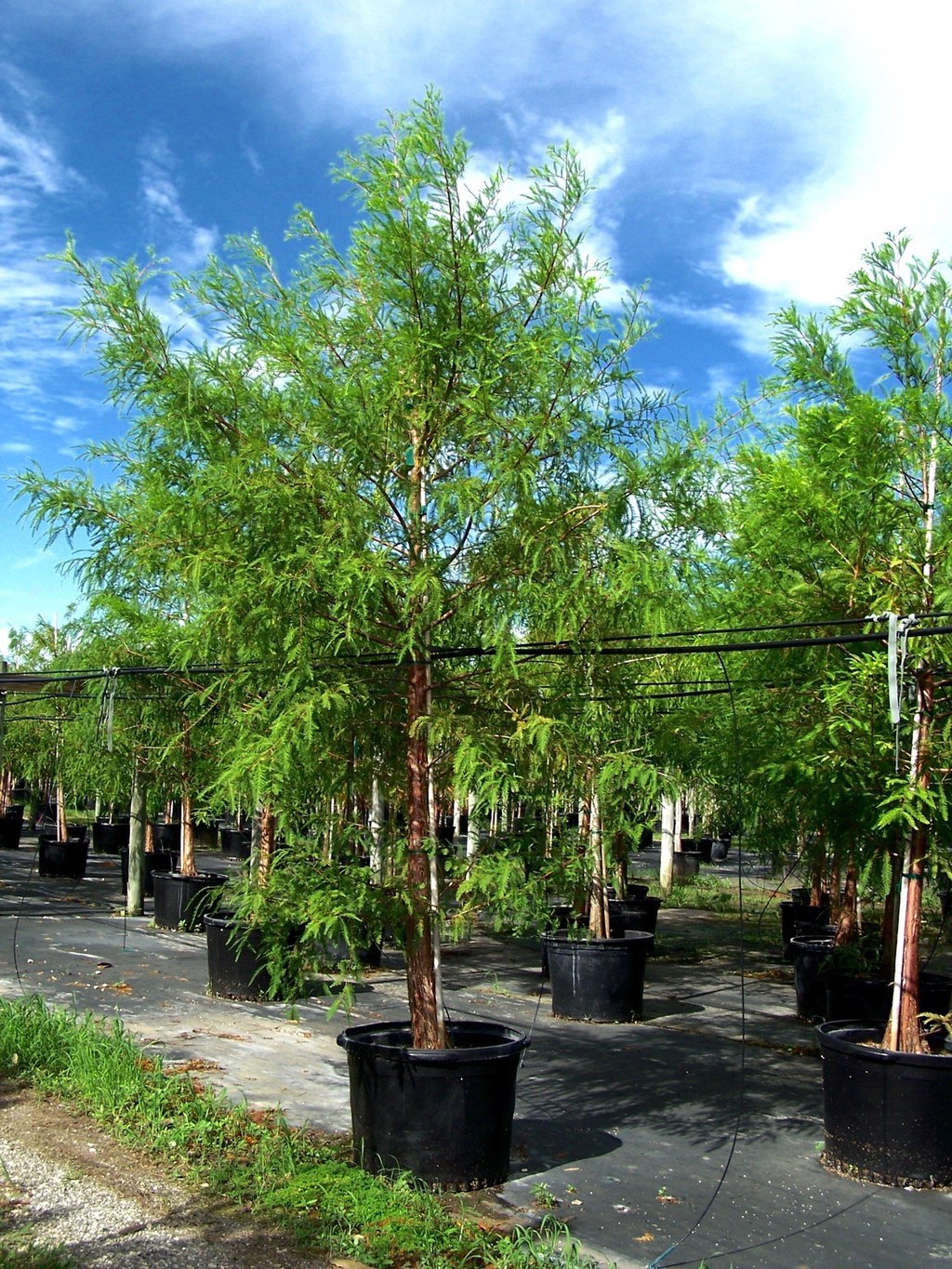 Taxodium Distichum Bald_Cypress