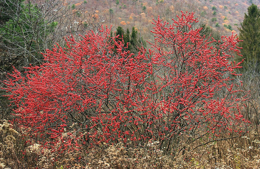 Winterberry