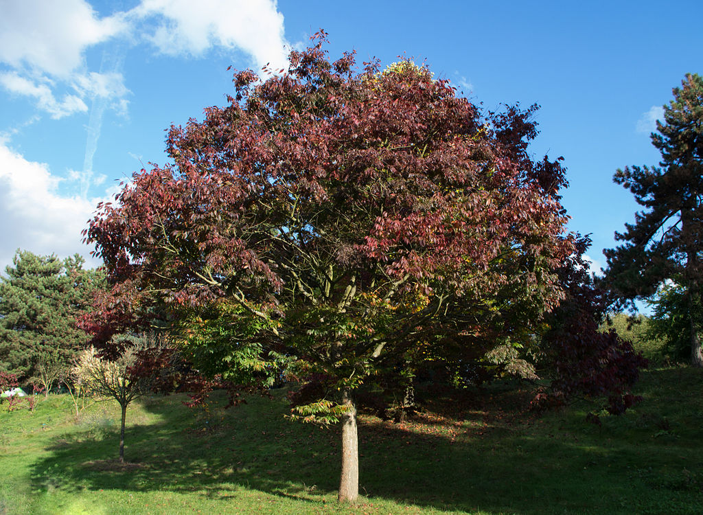 Zelkova tree