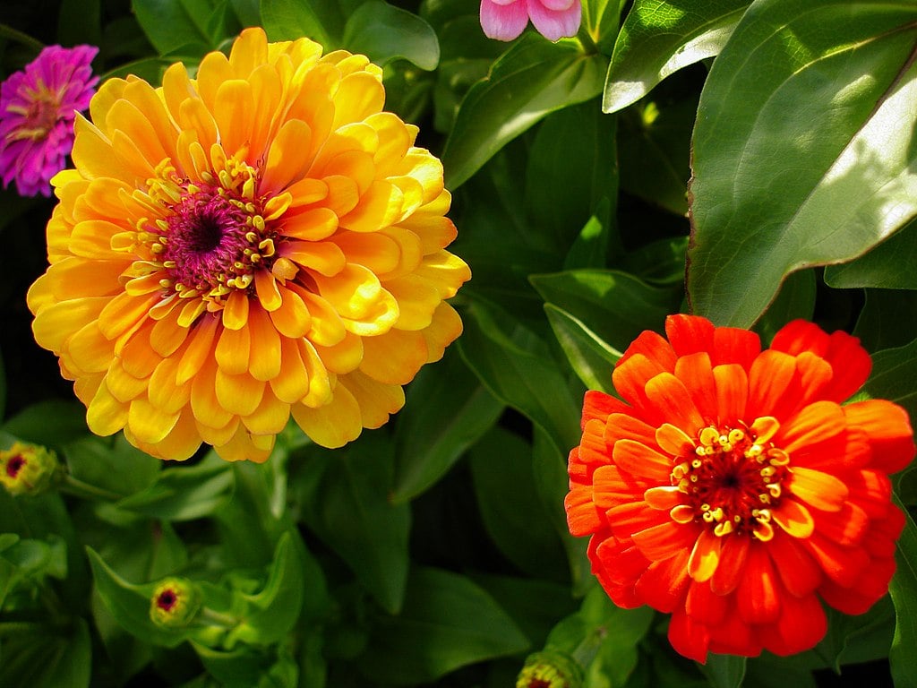 Zinnia Flowers for color at commercial properties