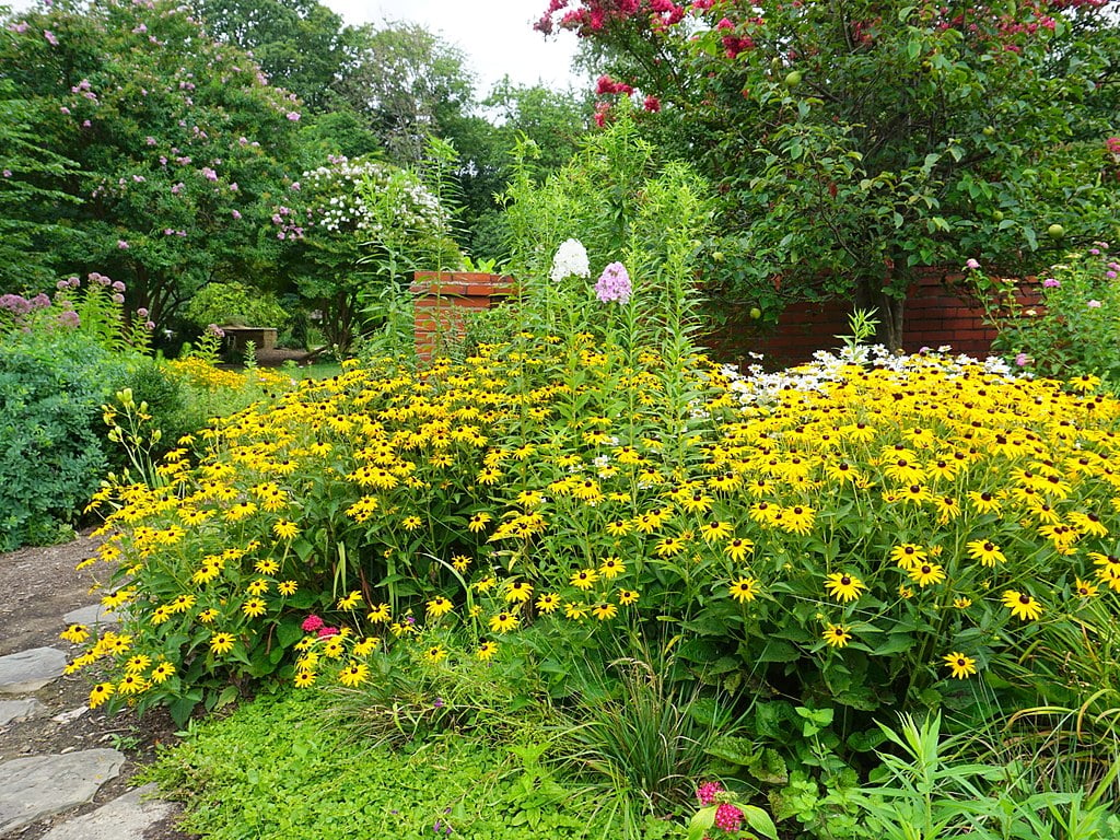 black-eyed susan flowers in common area